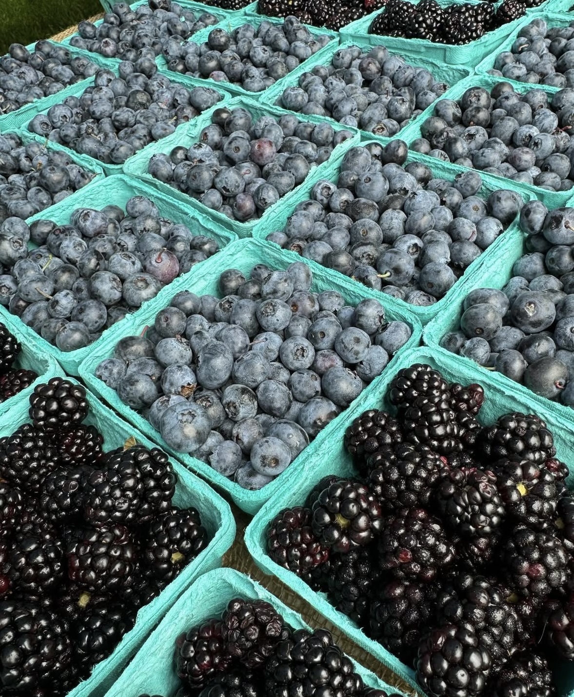 Osterville Farmers' Market scene 2