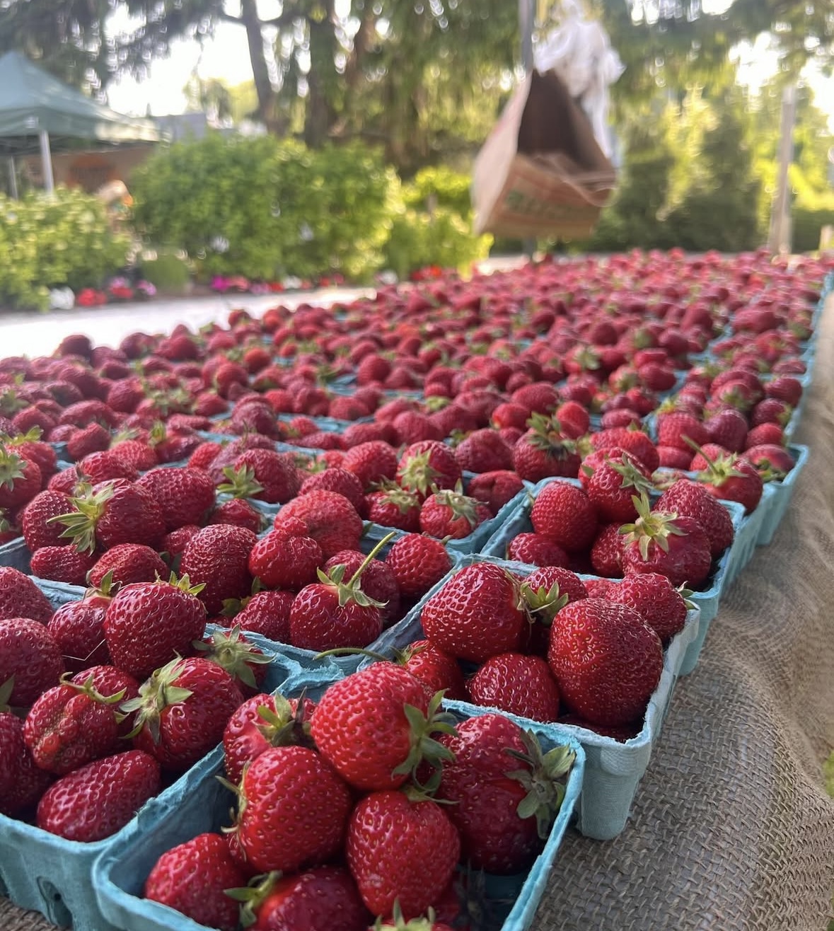 Osterville Farmers' Market scene 4